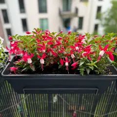 Urocze kwiaty wiosenne w doniczce, z różowo-białymi dzwoneczkami fuksji, ozdabiają balkon.