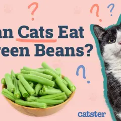 A black and white cat looks curiously at a bowl of green beans, with the question "Can Cats Eat Green Beans?" prominently displayed.