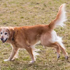 Złoty retriever z dysplazją u psa, poruszający się po trawiastym terenie.