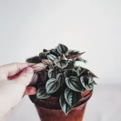 En hand petar försiktigt på en vacker peperomia blomma med mörka, randiga blad i en terrakottakruka.
