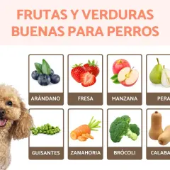 Un caniche sonriente junto a imágenes de arándanos, fresas, manzanas, peras, guisantes, zanahorias, brócoli y calabaza, mostrando comidas para perros saludables.