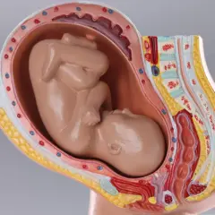 Modelo anatómico de un bebé encajado en la barriga, mostrando el útero y las capas circundantes.