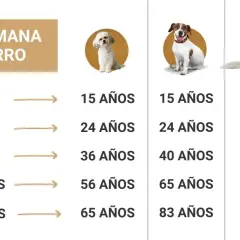 Tabla de edad de perros a humanos. Muestra la edad de un perro en años humanos, con ejemplos de diferentes razas.