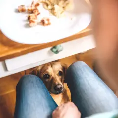Czy pies może jeść cynamon? Sprawdź, co musisz wiedzieć o bezpieczeństwie