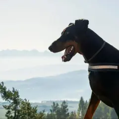 Doberman na spacerze drogą pod reglami z psem, podziwia widok na mgliste góry.