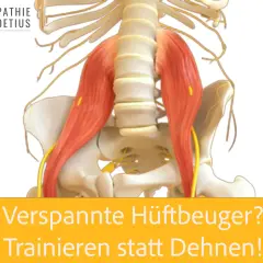 Anatomische Darstellung der Hüftbeuger-Muskulatur. Osteopathie Boetius hilft bei verspannten Hüftbeugern. Trainieren statt dehnen!