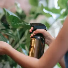 Persona rocía un líquido de una botella ámbar sobre una hoja verde. Podría ser aceite de neem para cuidar las plantas.