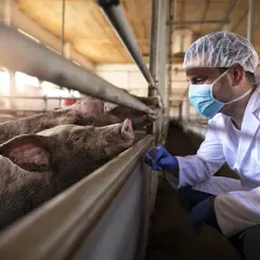 Bioasekuracja na fermie świń: kluczowe zasady i skuteczne metody