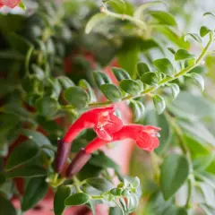 Aeschynanthus z czerwonymi kwiatami, idealny do wiszących doniczek. Pielęgnacja tej rośliny jest prosta, wymaga jasnego światła i umiarkowanego podlewania.