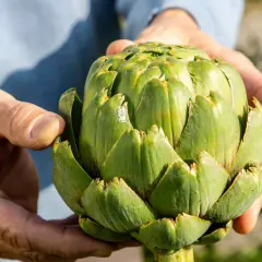 Hände halten eine frische Artischocke. So isst man eine Artischocke: Blatt für Blatt abziehen, das weiche Innere abknabbern.