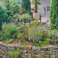 Ein üppiger natur garten mit Lavendel, Zinnien und Koniferen auf einer Steinmauer.