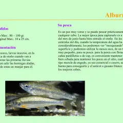 Primer plano de peces de pantano plateados con detalles dorados, nadando en aguas poco profundas.