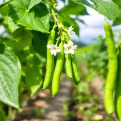 Des haricots verts charnus et sans fils, prêts à être cueillis, avec de délicates fleurs blanches. Un régal pour les yeux et les papilles.