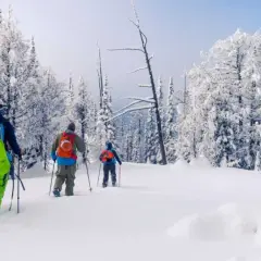 Trzy osoby w kolorowych plecakach przemierzają zasypany śniegiem las, ciesząc się ski touringiem.