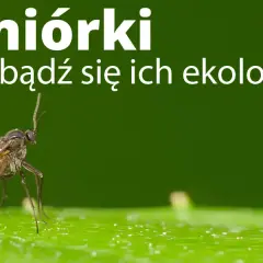 Muszki w mieszkaniu? Poznaj sprawdzone sposoby na owocówki i ziemiórki