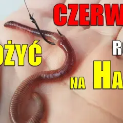 Jak założyć dżdżownicę na haczyk? 4 metody na więcej brań!
