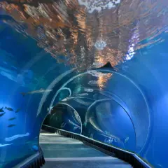 Podwodny tunel w zoo we Wrocławiu. Ryby pływają wokół, a nad głową widać odbicia światła na powierzchni wody.
