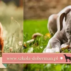 Jak wytresować amstaffa? Poradnik dla zrównoważonego psa