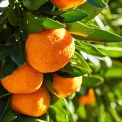 Reife, sonnengeküsste **Orangen lagern** an einem Baum, umgeben von sattgrünen Blättern.
