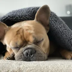 Słodki buldog francuski śpi pod kocem na swoim wygodnym legowisku.