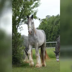 Piękny koń rasy shire, o jasnej sierści i bujnej grzywie, stoi obok drzewa. W tle widać innego konia.