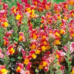 Un parterre de muflier fleur aux couleurs vives, mêlant le rose, le rouge et le jaune, illumine le jardin.