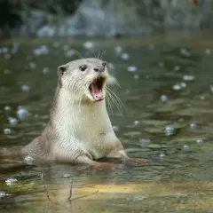 Nutria con la boca abierta en el agua, parece que las nutrias son agresivas.