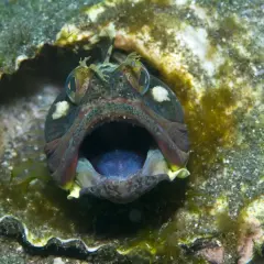 Otwarta paszcza ryby, jakby krzyczała "fish" po angielsku, ukryta w skalnej grocie.