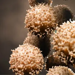 Des cellules immunitaires, peut-être affaiblies, se regroupent dans un espace sombre.