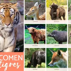 Un collage de animales salvajes, incluyendo un tigre, ciervos, búfalos, osos, vacunos, jabalíes, crías de elefantes, gaur, zorros y linces. La imagen principal pregunta: ¿Qué comen los tigres?