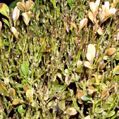 Rami di bosso con foglie secche e marroni, segno di malattie del bosso.