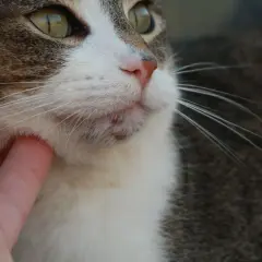 ¿Es normal que a mi gato se le caigan los bigotes? Causas y cuidados