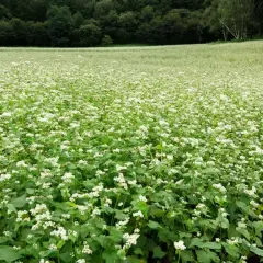 Rozległe pole kwitnącej gryki, z białymi kwiatami tworzącymi dywan na tle ciemnego lasu.