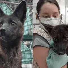 Uroczy piesek, rasa krzyżówka, z wielkimi uszami, wpatruje się w obiektyw. Na drugim zdjęciu trzyma go osoba w masce.