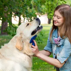 Golden Retriever: Czy to pies dla Ciebie? Sprawdź, zanim kupisz!