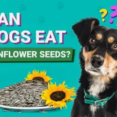 A curious dog looks at a plate of sunflower seeds and sunflowers, wondering, "Can dogs eat sunflower seeds?