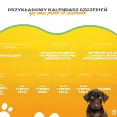 Kiedy szczepić szczeniaka na wściekliznę? Obowiązek i konsekwencje