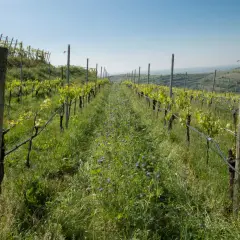 Filari di vite giovani in un vigneto con erba alta e fiori viola. Il sovescio vigneto favorisce la biodiversità.
