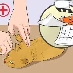 Mains examinant un chat, avec un symbole de loupe et un calendrier. Il est temps de désinfecter la plaie du chat.