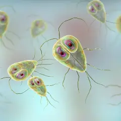 Trophozoity lamblii, pasożyty wywołujące lambliozę. Objawy mogą obejmować bóle brzucha i biegunkę.