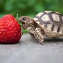 Una tortuga bebé mordisquea una fresa, mostrando qué comen las tortugas.