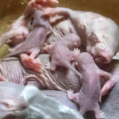Un grupo de crías de rata topo, rosadas y sin pelo, se acurrucan juntas.