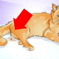 Gato naranja con una flecha roja apuntando a una herida o cicatriz en su costado, con sangre y líquido. Podría ser una cicatriz de gata castrada.