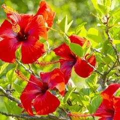 Piękne, czerwone kwiaty hibiskusa chińskiego (Hibiscus rosa sinensis) rozkwitają wśród soczystej zieleni.
