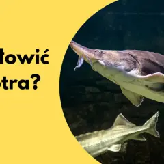 Jesiotr w Polsce występuje w rzekach. Dowiedz się, jak go złowić i gdzie go szukać.
