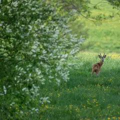 Jak zostać fotografem przyrody - kluczowe umiejętności i porady
