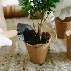 ¿Es necesario cambiar la tierra de las macetas para evitar problemas?