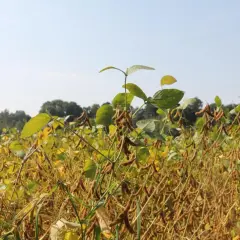 Pole soi w pełni dojrzałe, z widocznymi strąkami. Zastanawiasz się, ile soi z hektara uzyskasz?