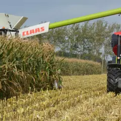 Kombajn Claas zbiera kukurydzę na ziarno. Złote ziarna lecą z rury do przyczepy ciągnika.