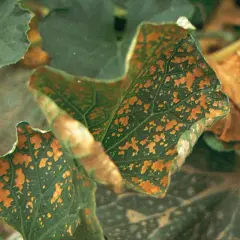 Foglie di zucca con macchie marroni, sintomo di carenza di calcio. Rimedi naturali per piante sane.